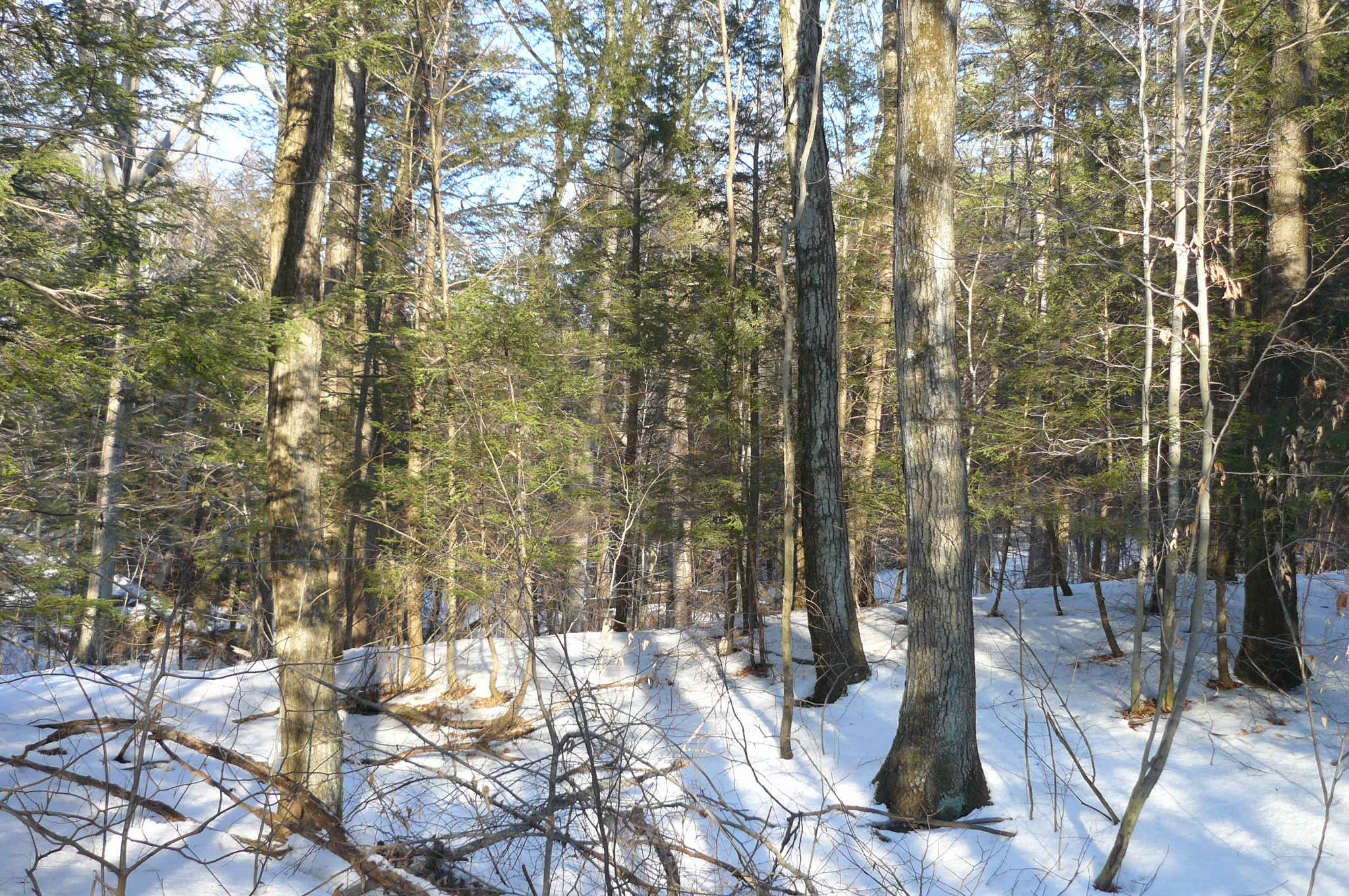 Hemlocks in Winter.jpeg